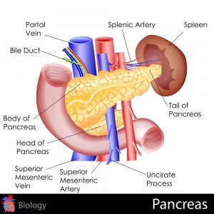 Analiza de sânge ce detectează cancerul pancreatic incipient