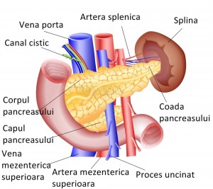 De ce este cancerul pancreatic atât de agresiv?