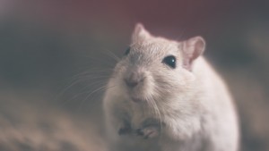 Un nou medicament poate îmbunătăți tratamentul cancerului pancreatic