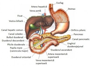 O proteină, responsabilă de apariția adenocarcinomul ductal pancreatic?