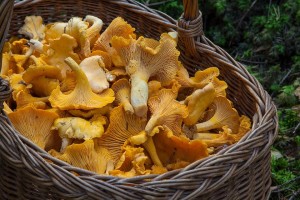Studiu. Riscul de a dezvolta cancer poate fi diminuat prin consumul frecvent de ciuperci