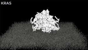 Inhibitorii unei familii de proteine ar putea combate cancerele letale