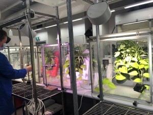 Plantele înlătură din aer toxinele ce cauzează cancerul