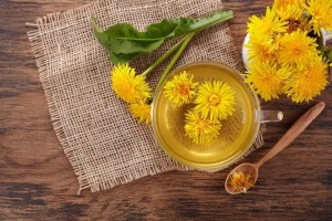 Extractul de păpădie are proprietăți anticancerigene asupra celulelor din cancerul mamar
