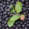 Extractul de aronia, în combinație cu chimioterapia, omoară cancerul de pancreas