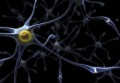 Neuronii susțin dezvoltarea celulelor canceroase în organism