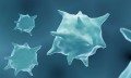 Acidul lactic determină celulele imunitare să contribuie la răspândirea cancerului în organism