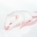 Virus atenuat ajută la eliminarea cancerului la șoareci