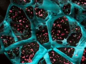 Un gel biodegradabil stimulează efectele sistemului imunitar asupra mai multor tipuri de cancer la șoareci