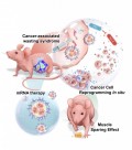 Cercetătorii americani au dezvoltat o terapie pentru cancerul ovarian bazată pe tehnologia ARN mesager