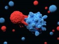 Un nou studiu evidențiază interconexiunile dintre autoimunitate și cancer