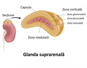 Cancerul glandelor suprarenale (carcinomul suprarenal)